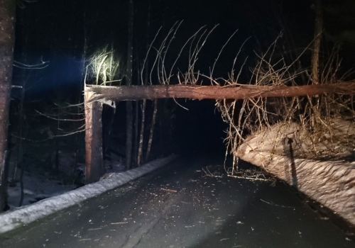 Widowmakers: Safely Managing Hung-Up Trees in Public Works Operations