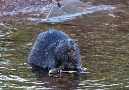 Beaver Dam Removal Safety: Understanding the Hidden Dangers