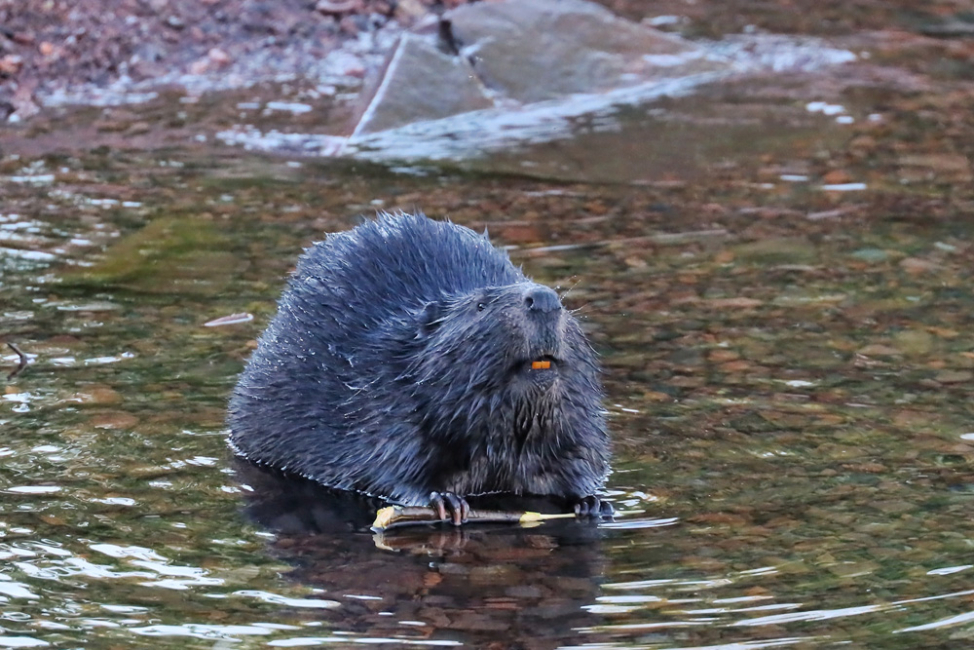 Beaver Dam Removal Safety: Understanding the Hidden Dangers