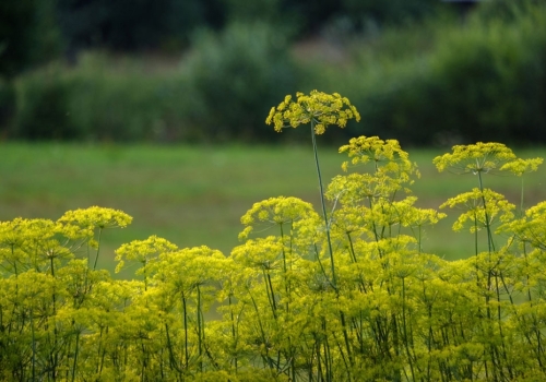 The Dangers of Wild Parsnip and How to Identify It