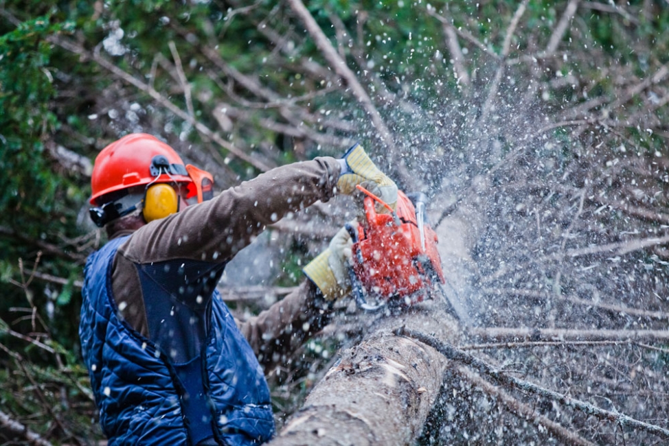 Chainsaw Safety During Winter Tree and Limb Removal