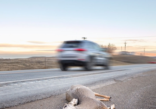 Proper Handling of Roadkill: PPE, Disease Risks, and Safe Disposal Practices