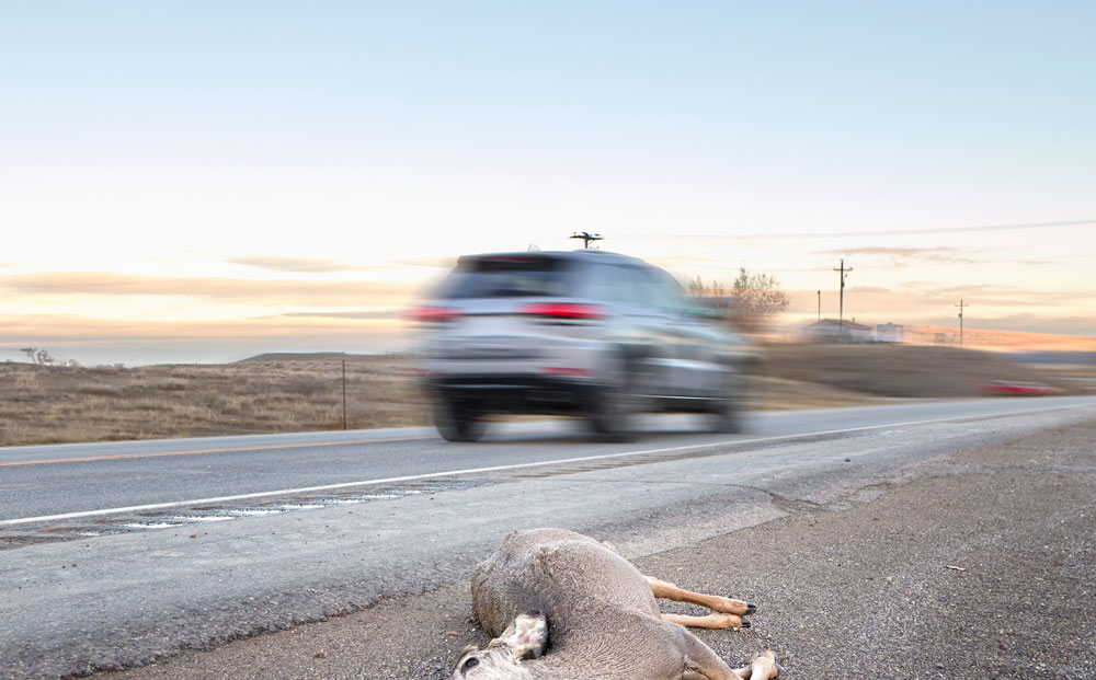 Proper Handling of Roadkill: PPE, Disease Risks, and Safe Disposal Practices