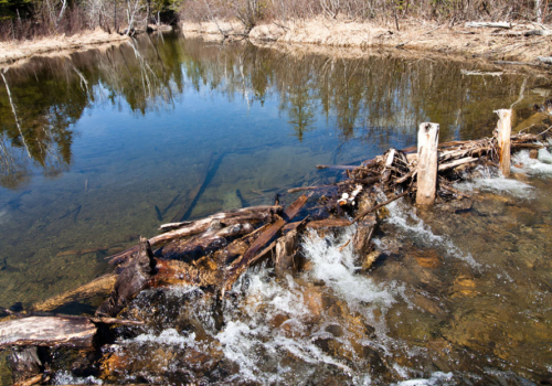Can You Get Sick from Removing a Beaver Dam?