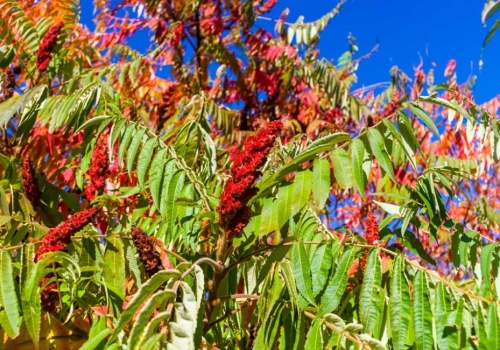Recognizing and Responding to Poison Ivy, Oak, and Sumac in the Field