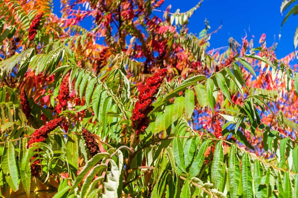 Recognizing and Responding to Poison Ivy, Oak, and Sumac in the Field